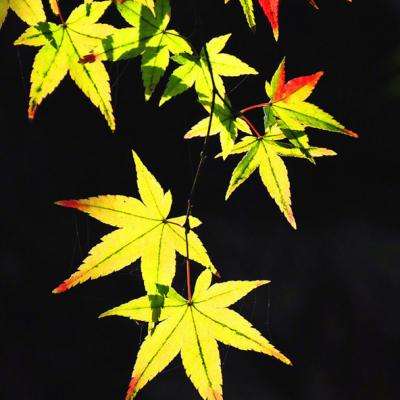 九重天传破解版下载